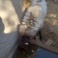 قوچ همووبره ماده همو|حیوانات مزرعه|نیشابور, مازول|دیوار