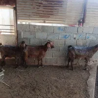 3بزخشک