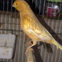 قناری جیبر سوپر رسمی|پرنده|قزوین, |دیوار