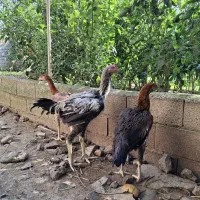 مرغ و خروس لاری