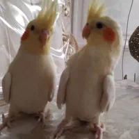 عروس هلندی|پرنده|اردبیل, |دیوار