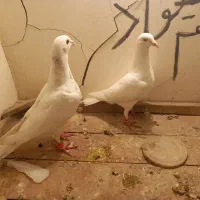 یک جفت سفید