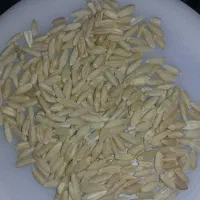 گندمفروش|عمدهفروشی|ماهیدشت, |دیوار