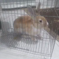 خرگوش قشنگ بازیگوش و زرنگ