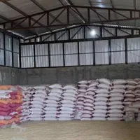 بذرگندم دیم مانا