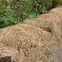 یونجه ۲۸ بسته