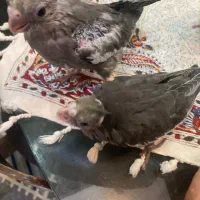 تعدادی جوجه عروس هلندی (گیرینچیک-ملنگو-راهب|پرنده|رشت, یخسازی|دیوار