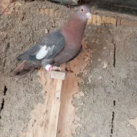 کفترسرک|پرنده|شیراز, کرونی(خاتونک)|دیوار