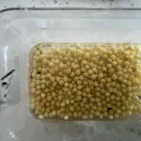 خاویار حلزون