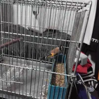 سهره نر|پرنده|کوهدشت, |دیوار