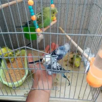 تعداد 3 جفت جوجه مرغ عشق پروانه ای رام نر و ماده