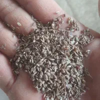 اموزش انواع کشت های پردرامدکشاورزی باسودهی بالا|خدمات آموزشی|تهران, میدان میوه و ترهبار مرکزی|دیوار