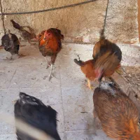 تعدادی مرغ محلی بفروش میرسد|حیوانات مزرعه|کازرون, |دیوار