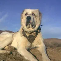 سگ پیداشده