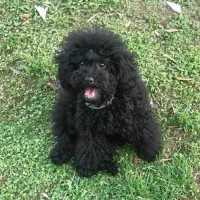 سگ توی پودل ماده باکیفیت و سایز اورجینال|سگ|کرج, باغ سیب|دیوار