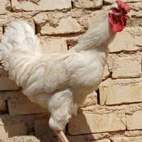 خروس فروشی|حیوانات مزرعه|شیراز, شهدای شهرک سعدی|دیوار