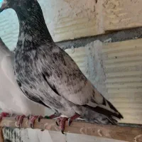کبوتر