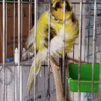 چندتایی قناری بلند موزاییکی