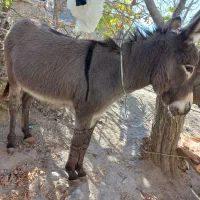 الاغ نر|حیوانات مزرعه|شیروان (خراسان), |دیوار