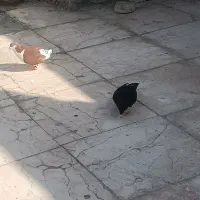 یک جفت رنگی