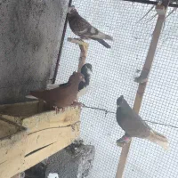 پرنده|پرنده|برازجان, |دیوار