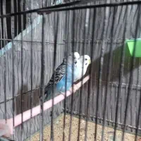 دو جفت مرغ عشق