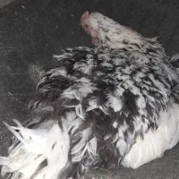 مرغ  کرچ دورگه