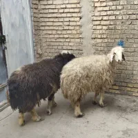 گوسفند‌و‌بره‌کوت‌عبدالله|حیوانات مزرعه|اهواز, اهواز|دیوار