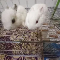 خرگوش کوچلو|موش و خرگوش|زاهدان, |دیوار