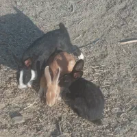 خرگوش ۱۶عدد|موش و خرگوش|سنندج, |دیوار