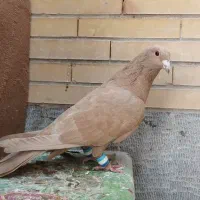 کبوتر  زرد نر