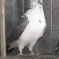 سینه سفید اسینم