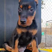 دوبرمن مشکی نر