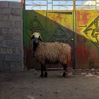 ۵راس شیشک میش بختیاری|حیوانات مزرعه|شیراز, محمدیه|دیوار