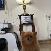 ۲ عدد اباژور همراه میز اباژور|چراغ خواب و آباژور|تهران, اکباتان|دیوار