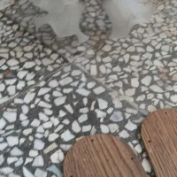 پنکه،سقفی|لوستر و چراغ آویز|رشت, کوی امام رضا|دیوار