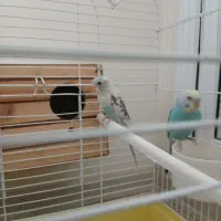 مرغ عشقای عاشق