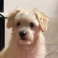dog|سگ|آستانه اشرفیه, |دیوار