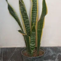 گل طبیعی|گل و گیاه طبیعی|آبدانان, |دیوار