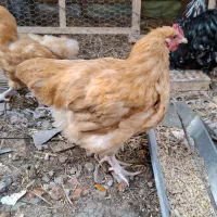 جوجه خروس اورپینگتون انگلیسی