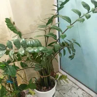 گل زامفولیا سبز