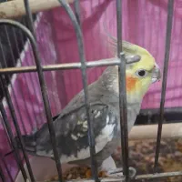 یک جفت عروس هلندی (نر سخنگو)