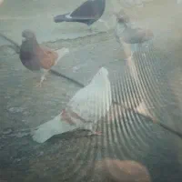 کبوتر گمشده