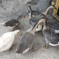 قوقایک سال|حیوانات مزرعه|باسمنج, |دیوار