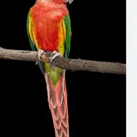 گرینچیک گیرینچیک ملنگو  گالارز|پرنده|تهران, دردشت|دیوار