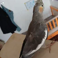 عروس هلندی|پرنده|مریوان, |دیوار