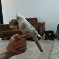 یک عدد عروس هلندی آلبینو دوکت