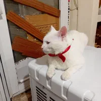 گربه نر پرشین آنکارا