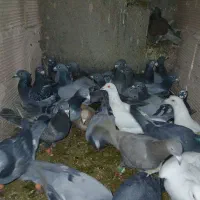 ۲۹ تا کبوتر ضربه