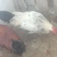 سه عدد جوجه خروس درشت سالم محلی